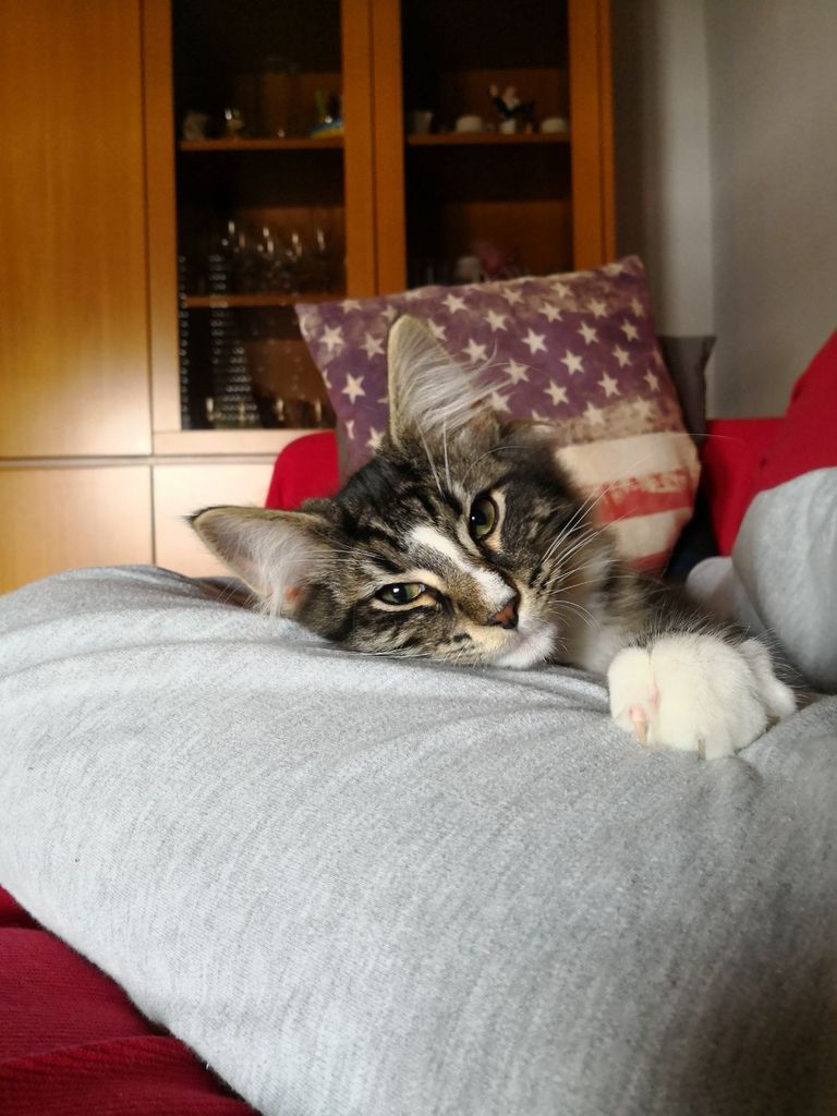 Gatti Norvegesi - cuccioli