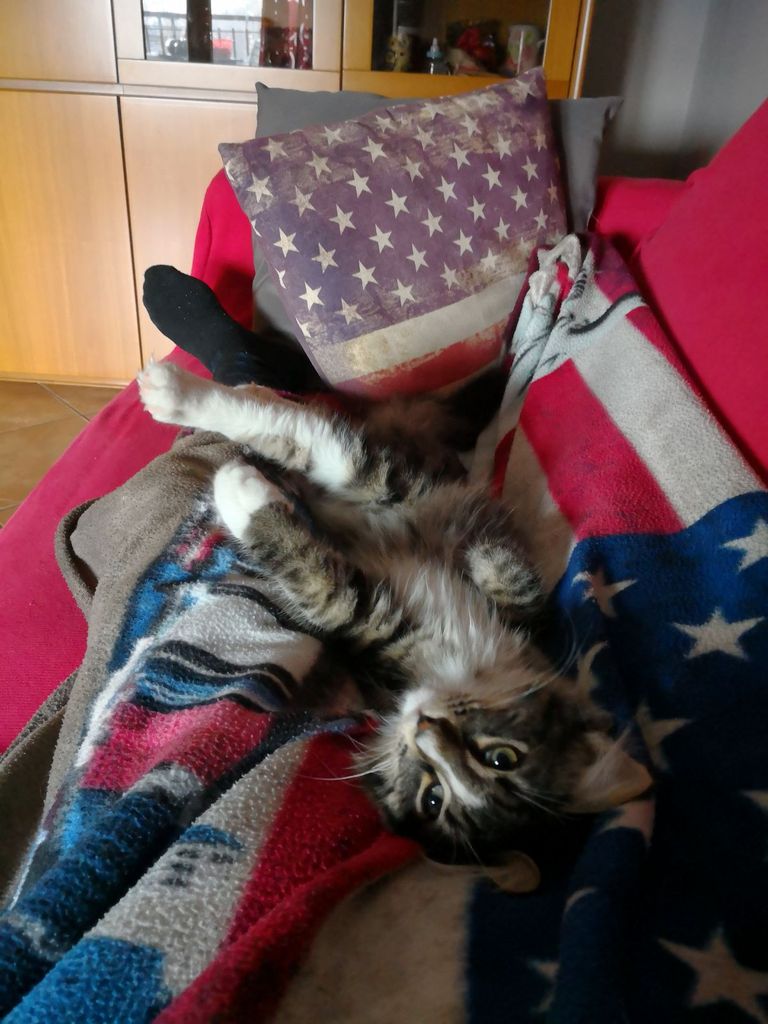 Gatti Norvegesi - cuccioli