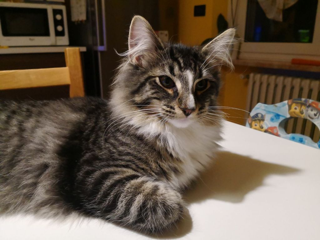 Gatti Norvegesi - cuccioli