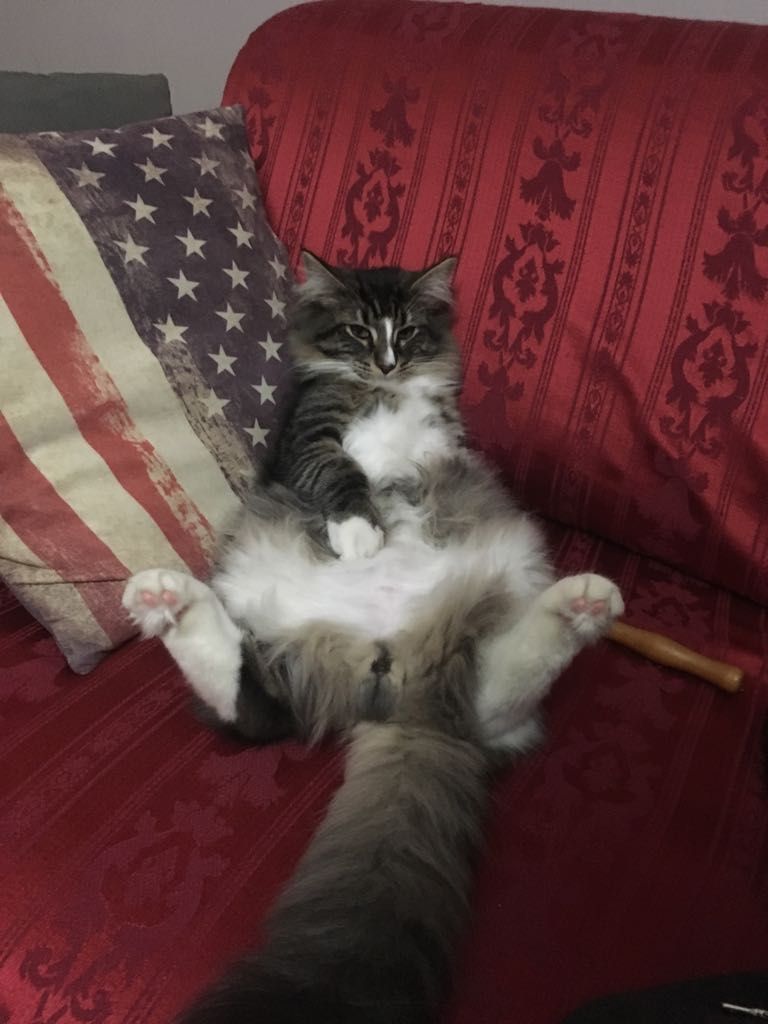 Gatti Norvegesi - cuccioli