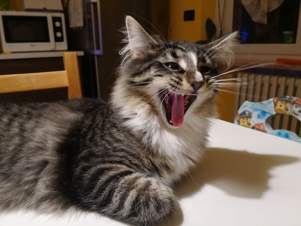 Gatti Norvegesi - cuccioli