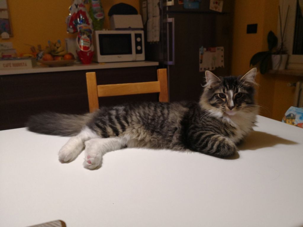 Gatti Norvegesi - cuccioli