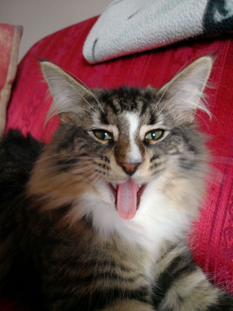 Gatti Norvegesi - cuccioli