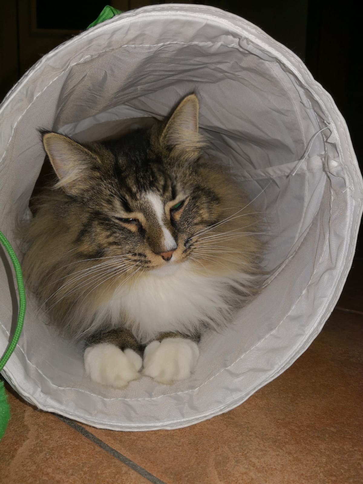 Gatti Norvegesi - cuccioli
