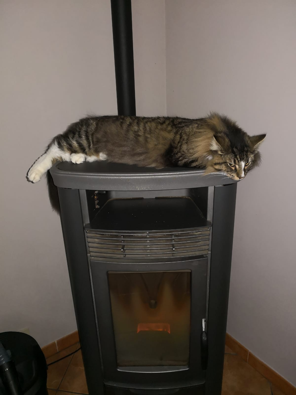Gatti Norvegesi - cuccioli