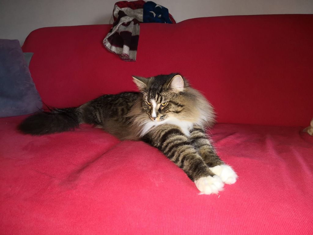 Gatti Norvegesi - cuccioli