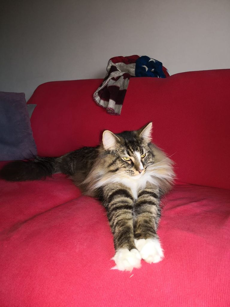 Gatti Norvegesi - cuccioli