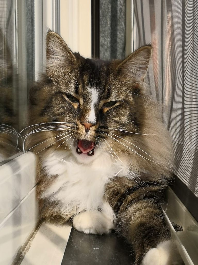 Gatti Norvegesi - cuccioli