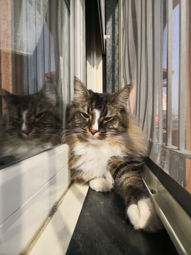 Gatti Norvegesi - cuccioli