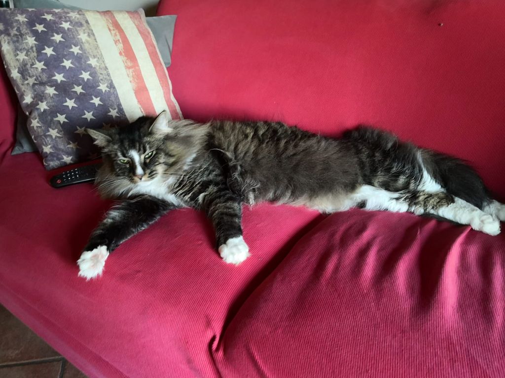 Gatti Norvegesi - cuccioli