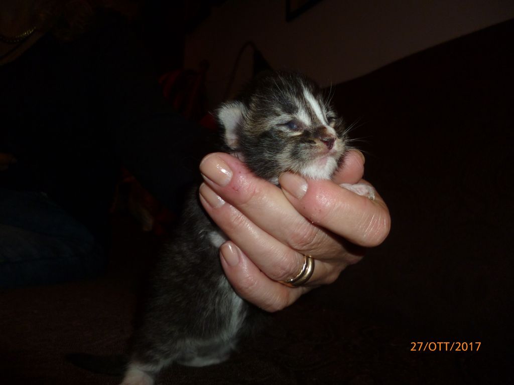 Gatti Norvegesi - cuccioli