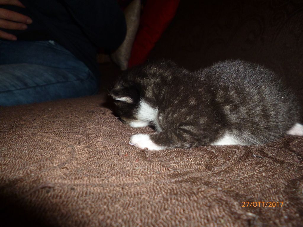 Gatti Norvegesi - cuccioli
