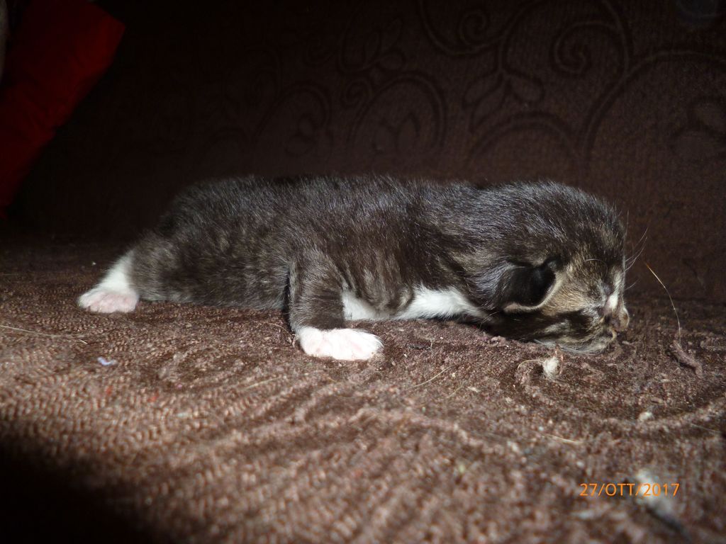 Gatti Norvegesi - cuccioli