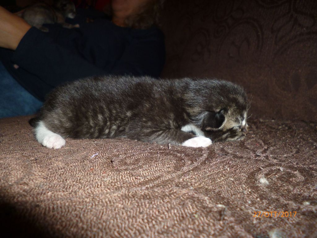 Gatti Norvegesi - cuccioli