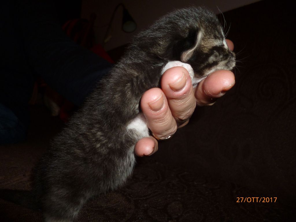 Gatti Norvegesi - cuccioli