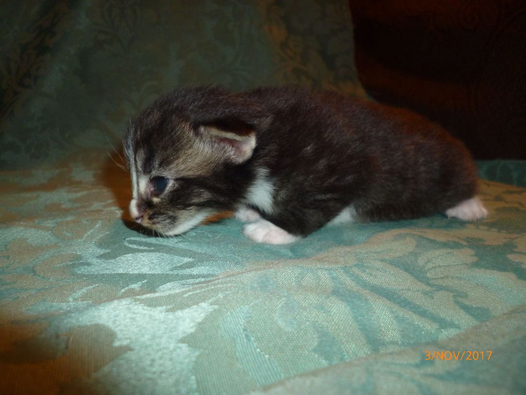 Gatti Norvegesi - cuccioli
