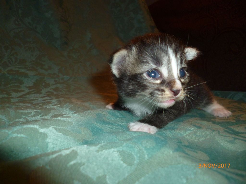 Gatti Norvegesi - cuccioli