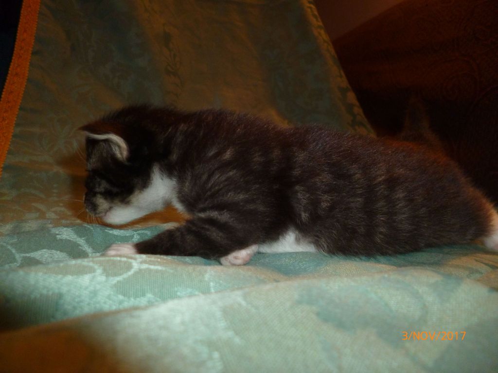 Gatti Norvegesi - cuccioli