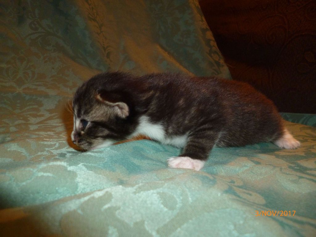 Gatti Norvegesi - cuccioli