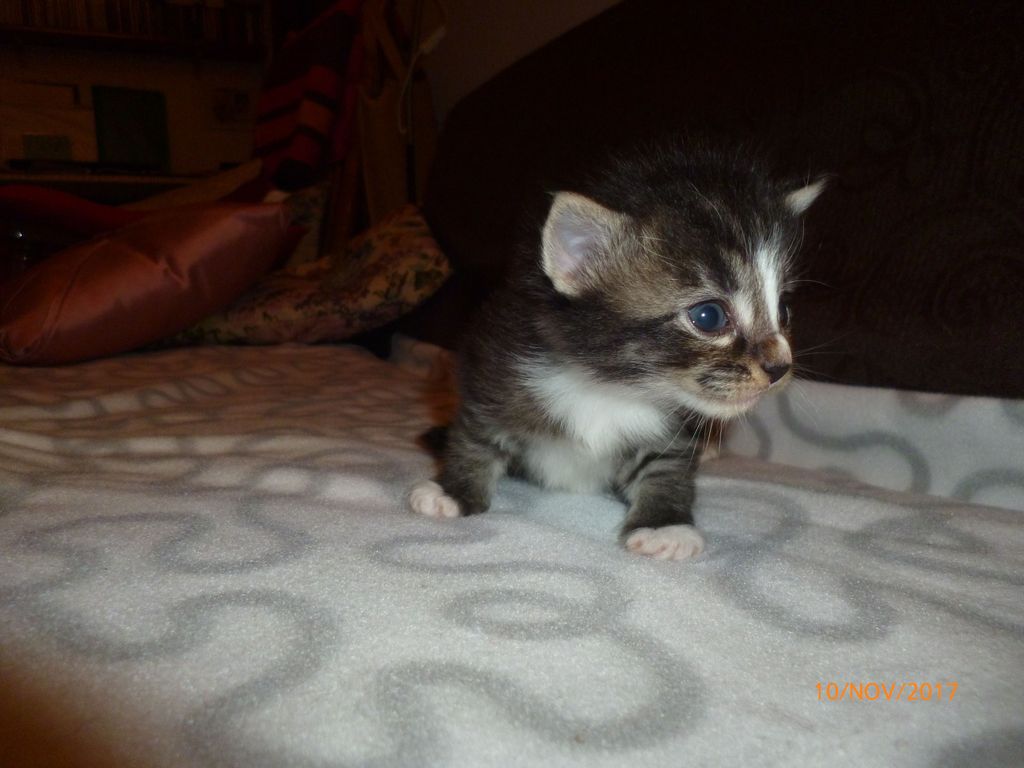 Gatti Norvegesi - cuccioli