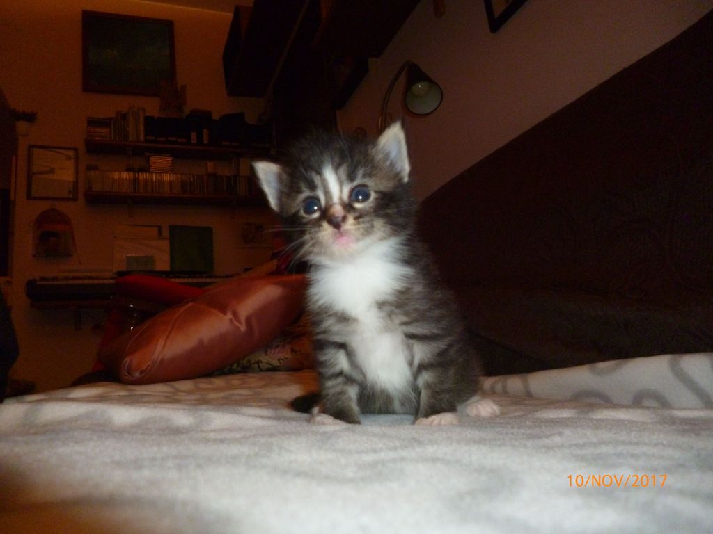 Gatti Norvegesi - cuccioli