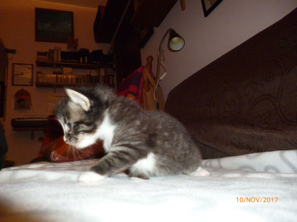 Gatti Norvegesi - cuccioli