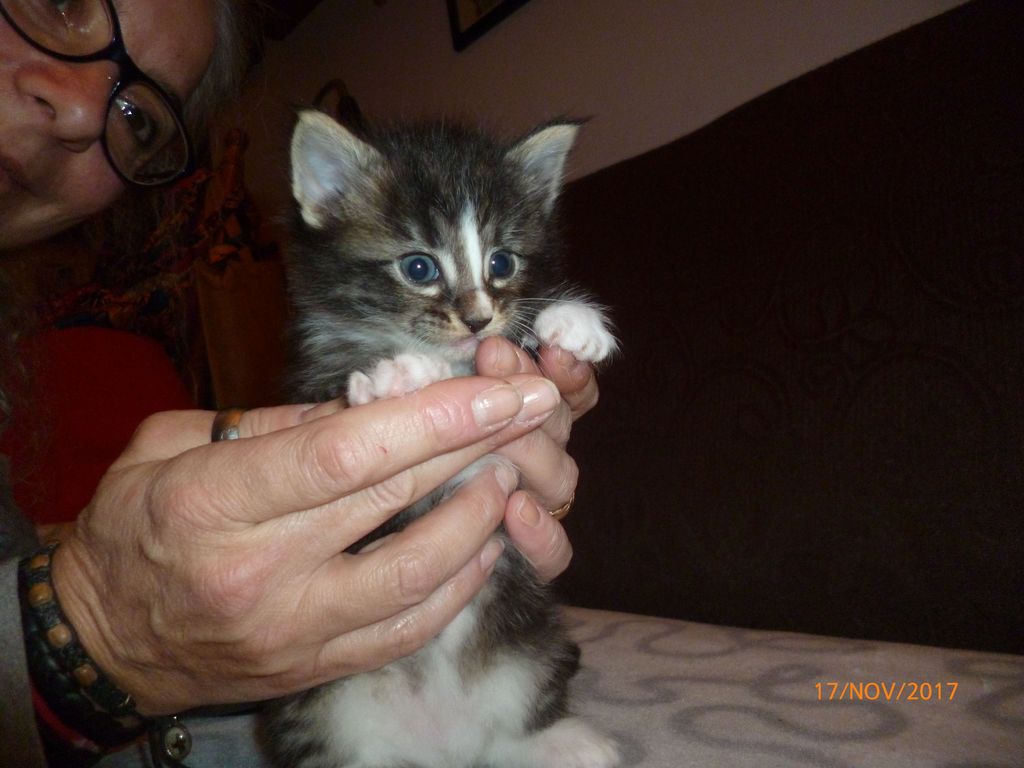 Gatti Norvegesi - cuccioli
