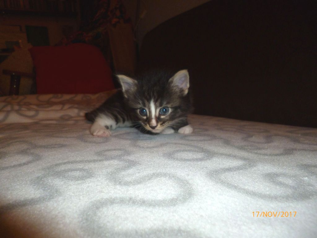 Gatti Norvegesi - cuccioli
