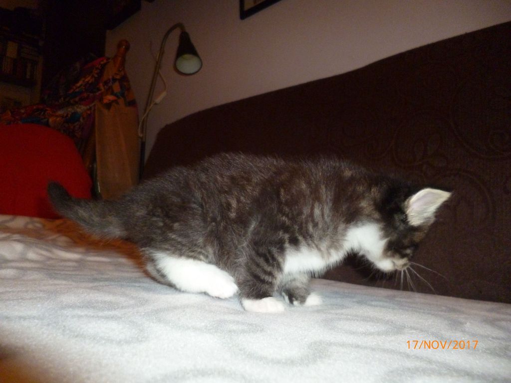 Gatti Norvegesi - cuccioli