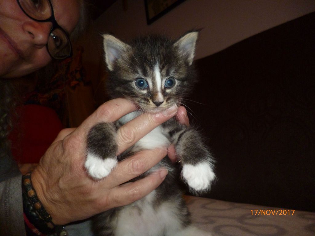 Gatti Norvegesi - cuccioli