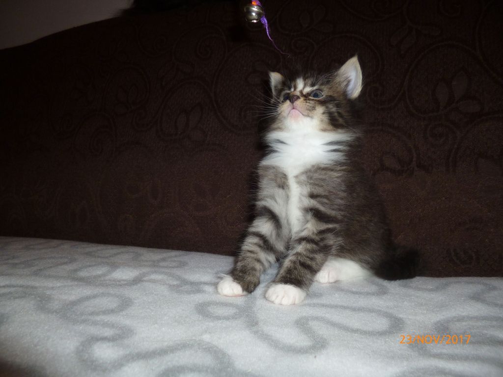 Gatti Norvegesi - cuccioli