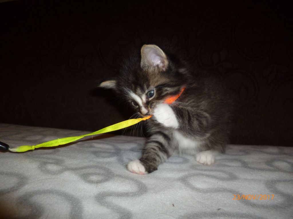 Gatti Norvegesi - cuccioli