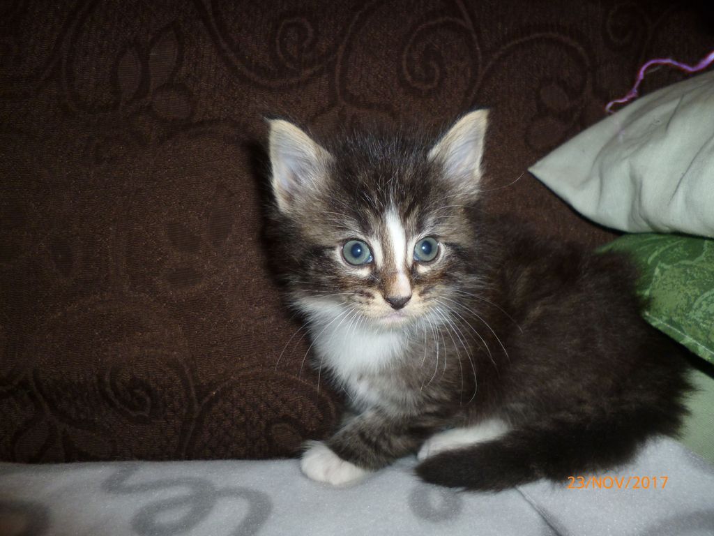 Gatti Norvegesi - cuccioli