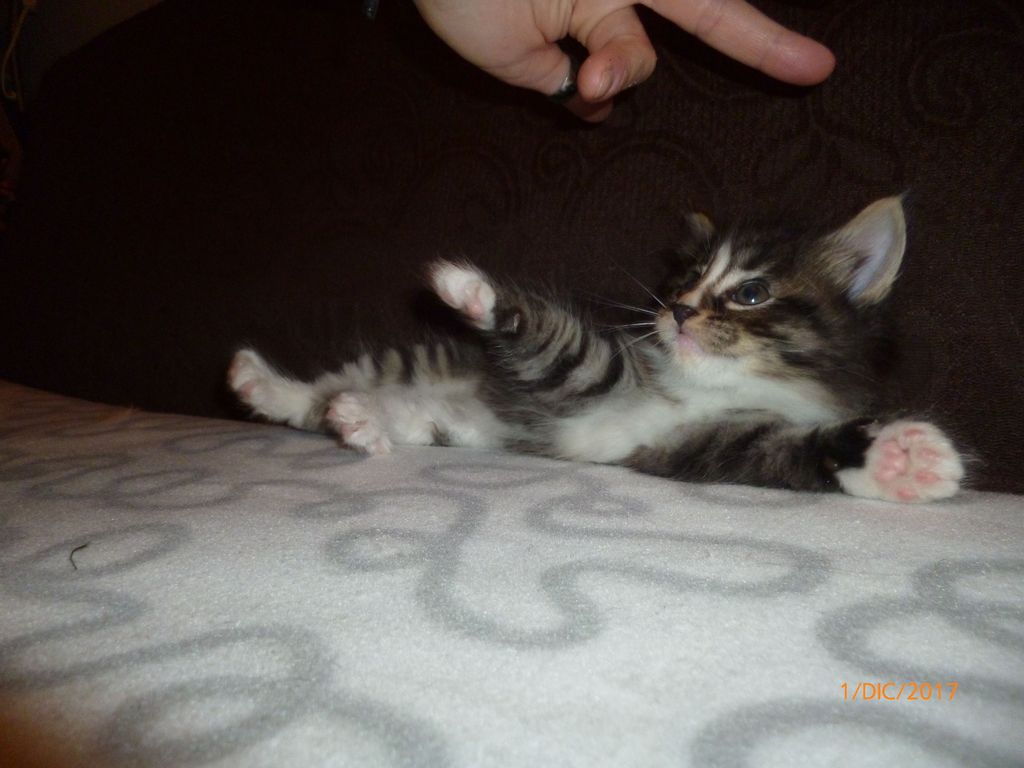 Gatti Norvegesi - cuccioli