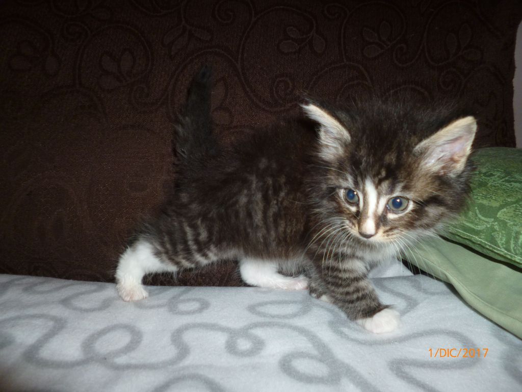 Gatti Norvegesi - cuccioli