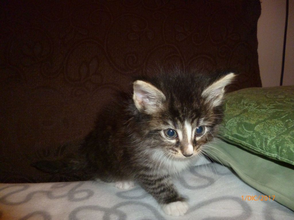 Gatti Norvegesi - cuccioli