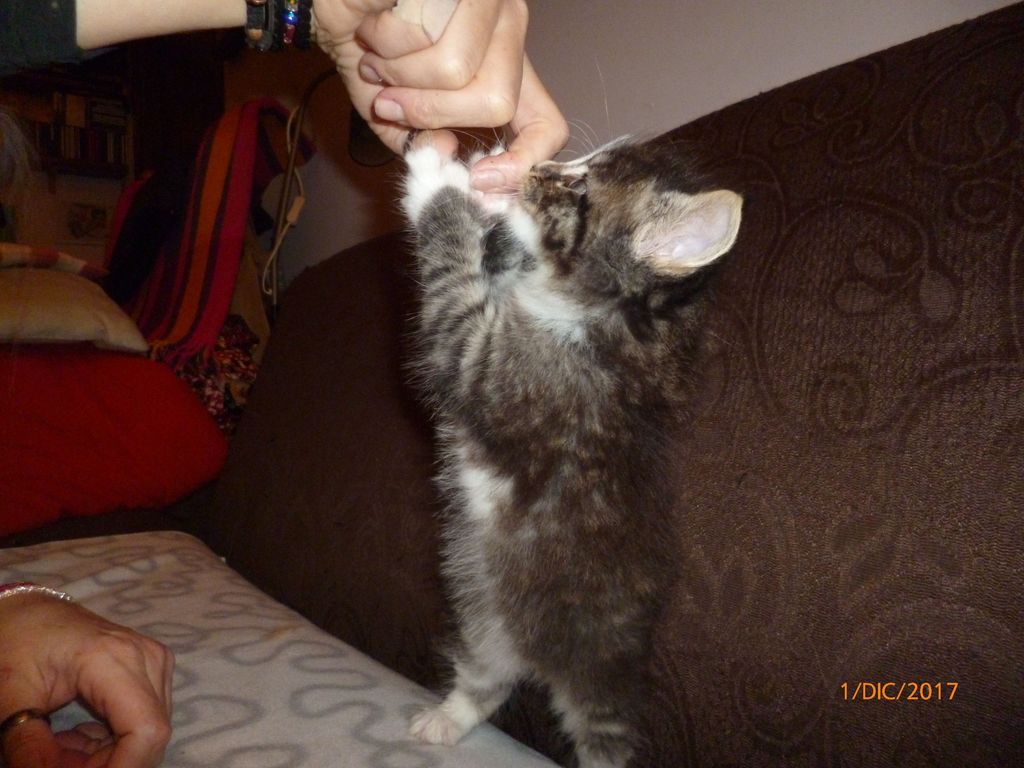 Gatti Norvegesi - cuccioli