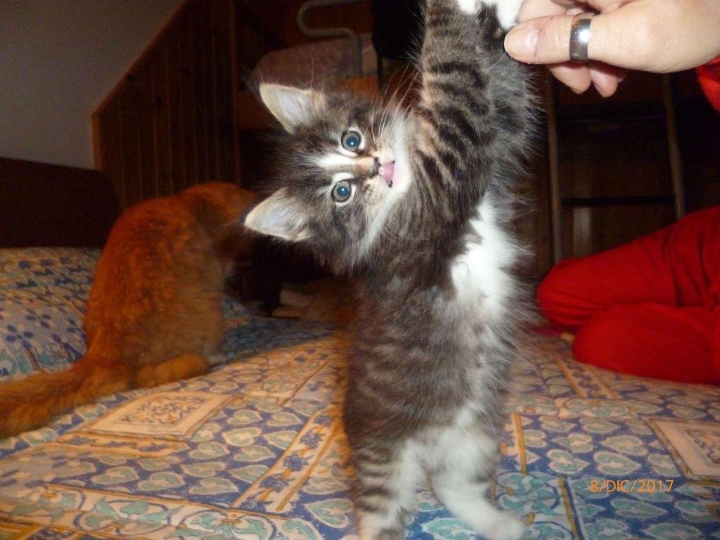 Gatti Norvegesi - cuccioli
