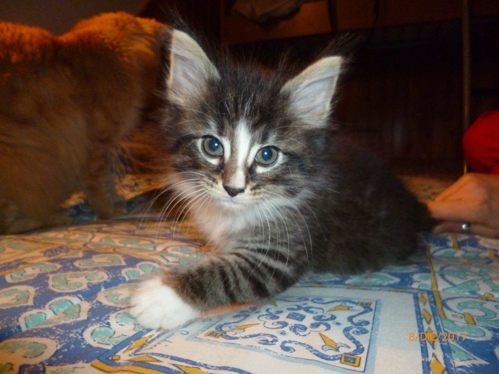 Gatti Norvegesi - cuccioli