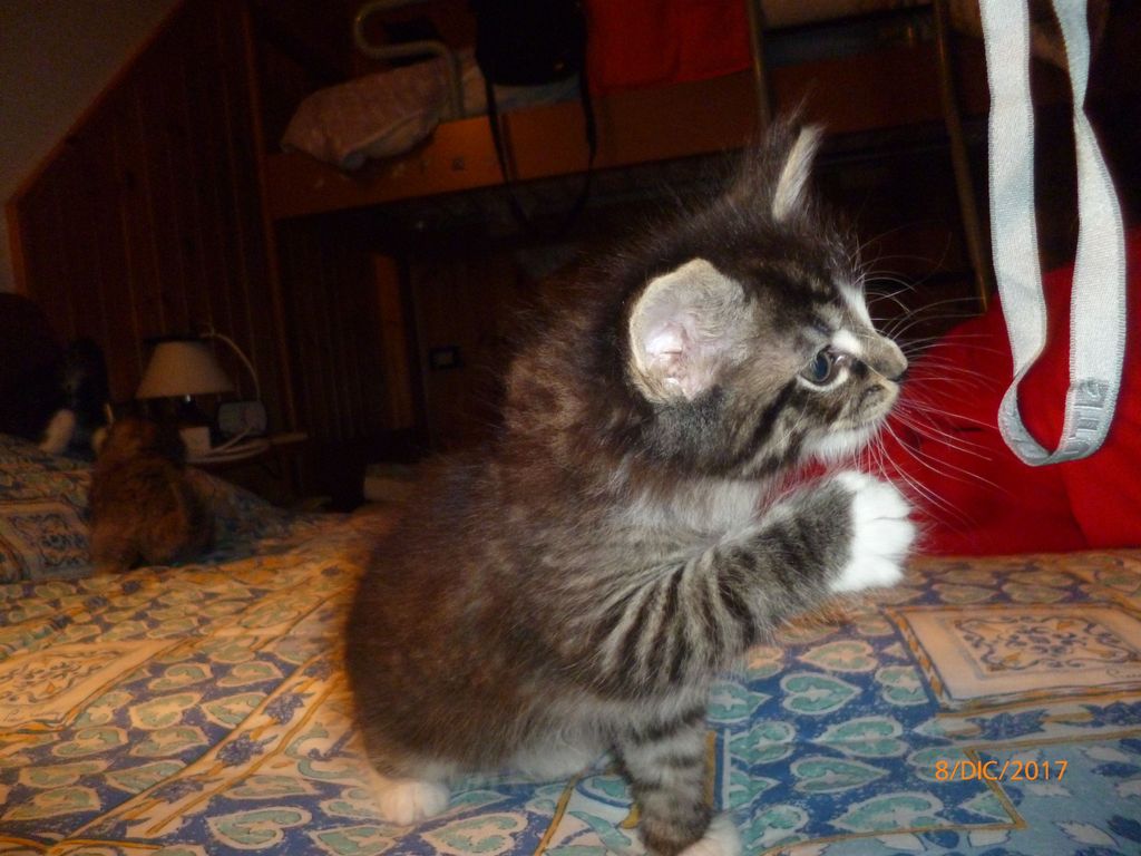 Gatti Norvegesi - cuccioli