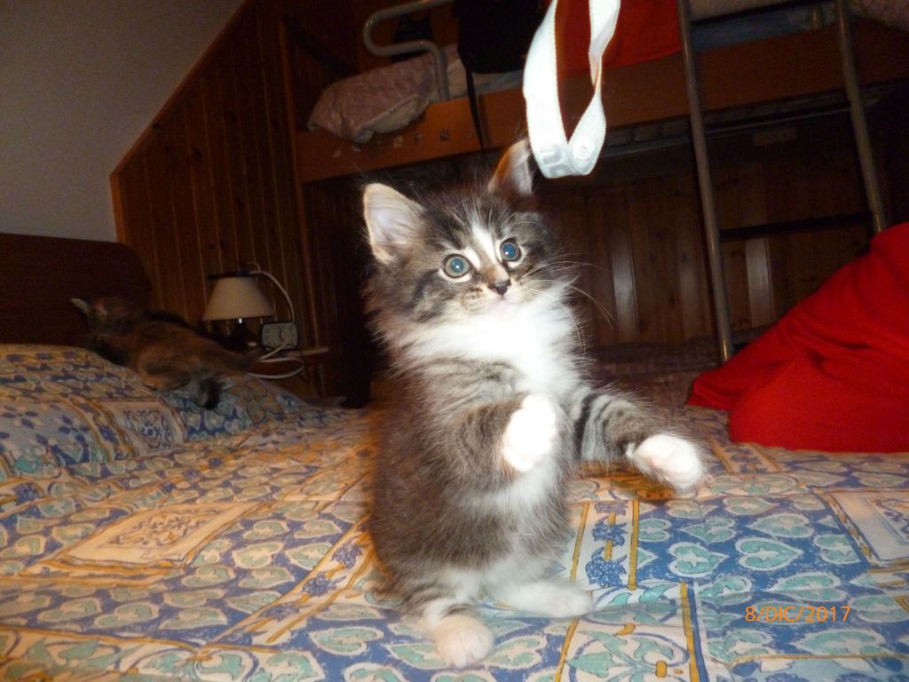 Gatti Norvegesi - cuccioli