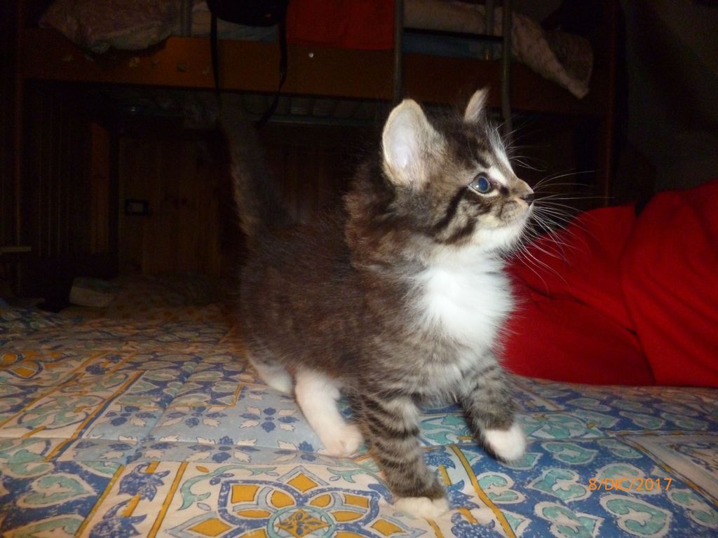 Gatti Norvegesi - cuccioli