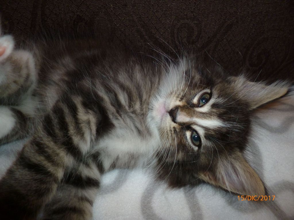 Gatti Norvegesi - cuccioli