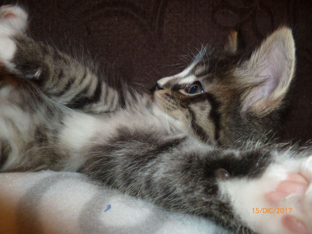 Gatti Norvegesi - cuccioli