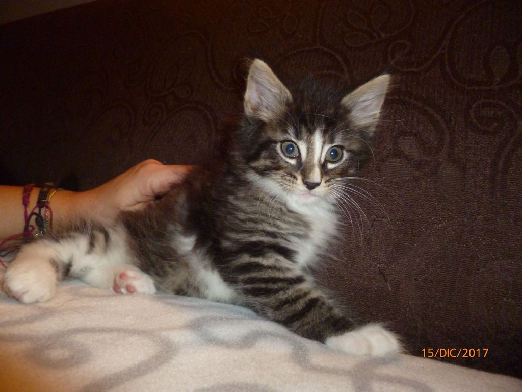 Gatti Norvegesi - cuccioli