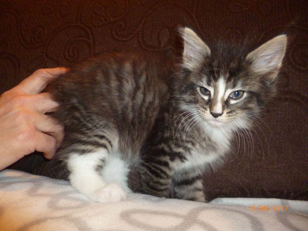 Gatti Norvegesi - cuccioli