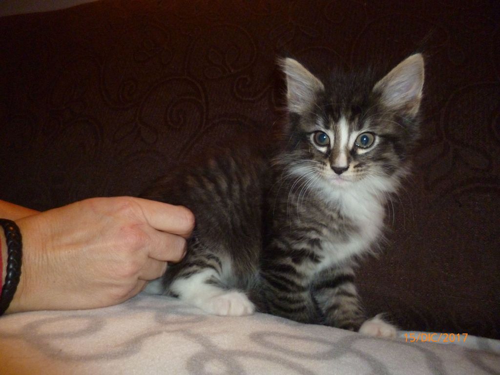 Gatti Norvegesi - cuccioli
