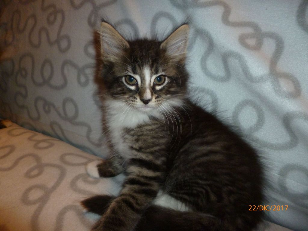 Gatti Norvegesi - cuccioli