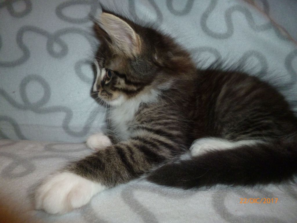Gatti Norvegesi - cuccioli