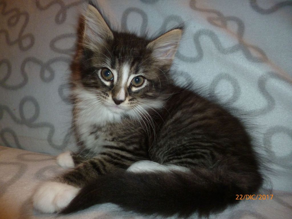 Gatti Norvegesi - cuccioli